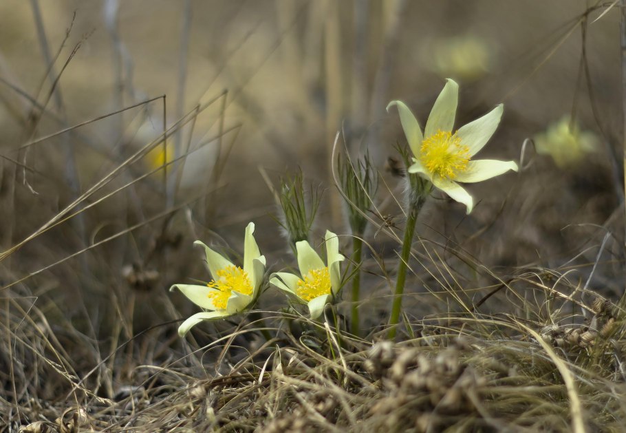 Миякея цельнолистная