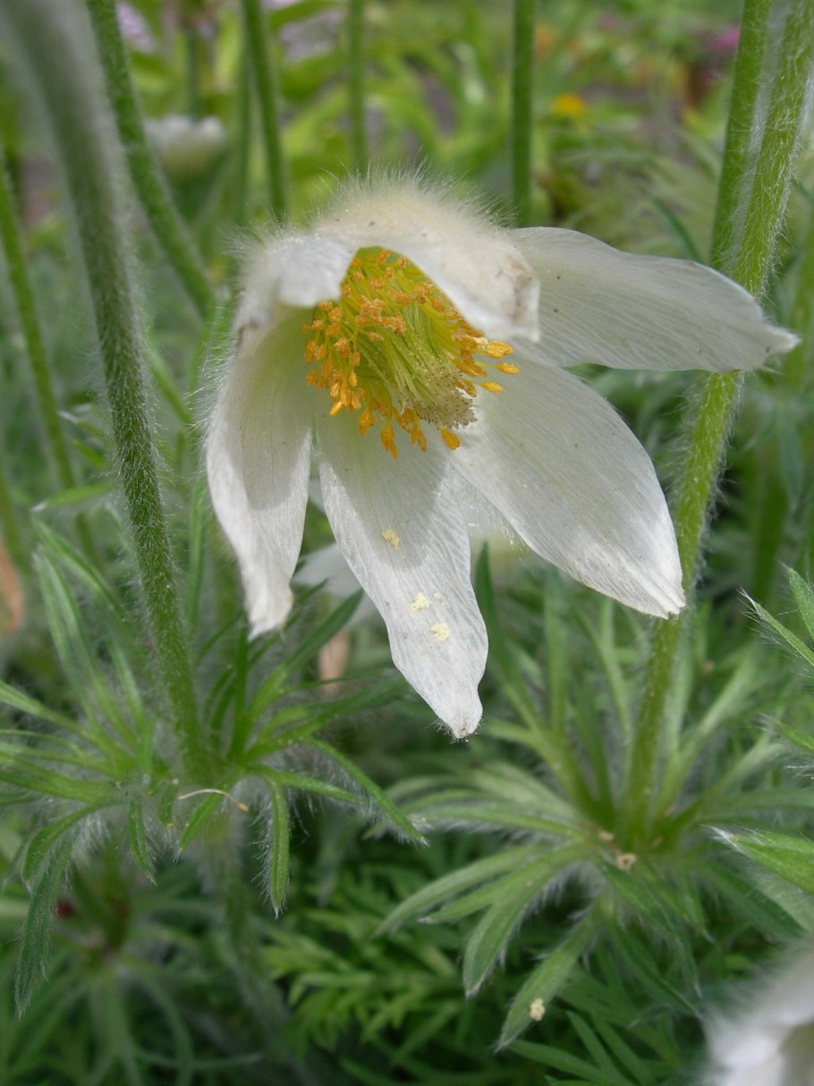 Степная сон трава