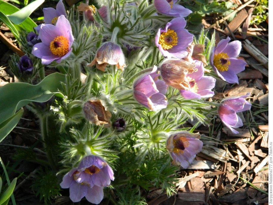 Прострел Уральский желтеющий