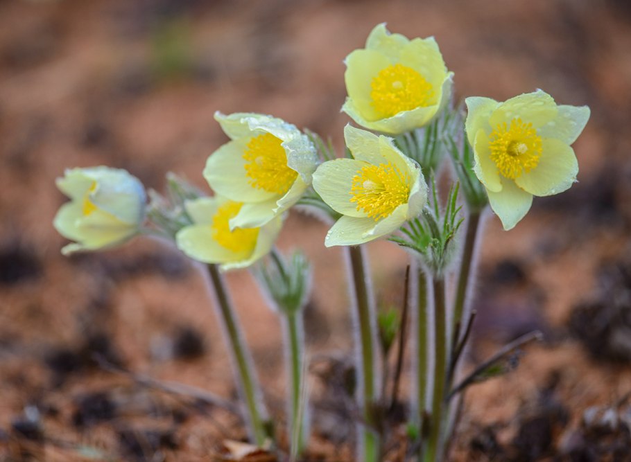 Прострел Альпийский