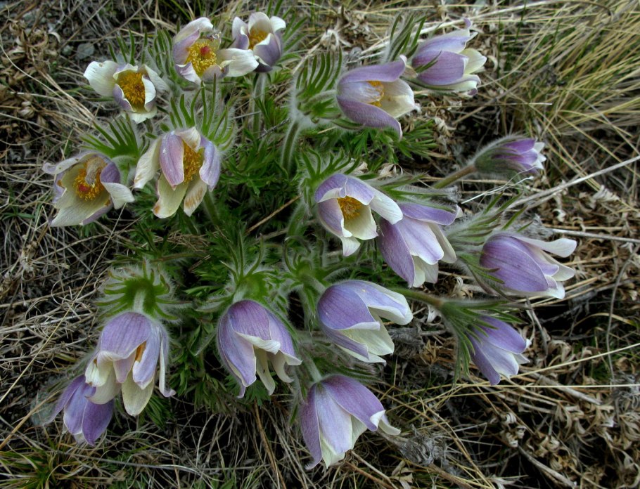 Прострел золотистый Pulsatilla Aurea