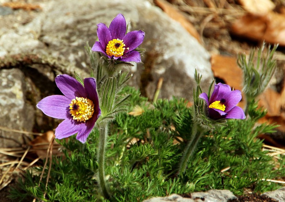 Pulsatilla vulgaris Alba