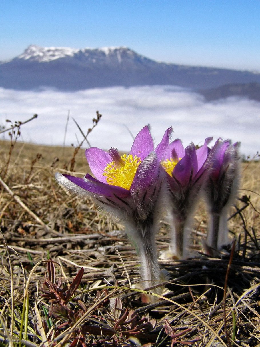 Партнеры для прострела, луковичные, примулы