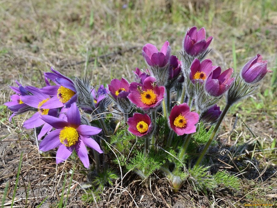 Прострел весенний Pulsatilla vernalis