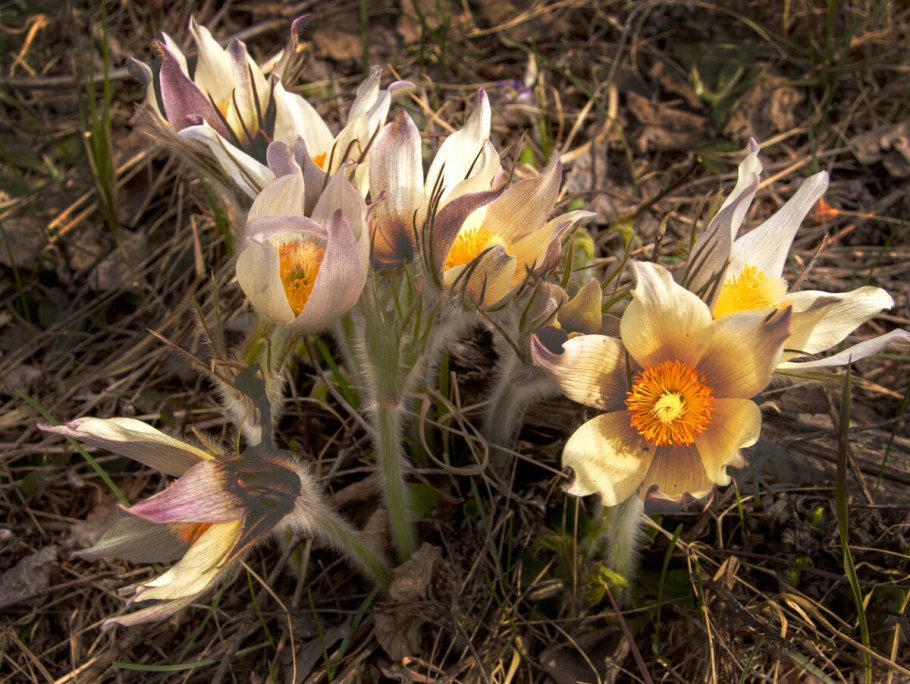 Прострел Даурский