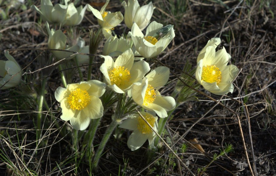 Прострел золотистый Pulsatilla Aurea