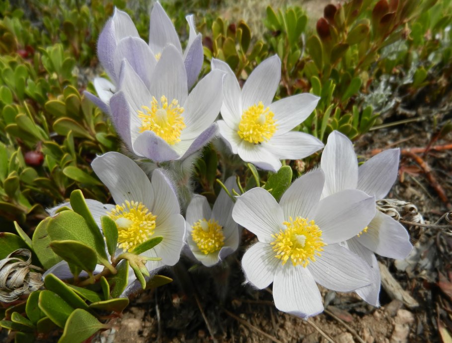 Сибирские первоцветы