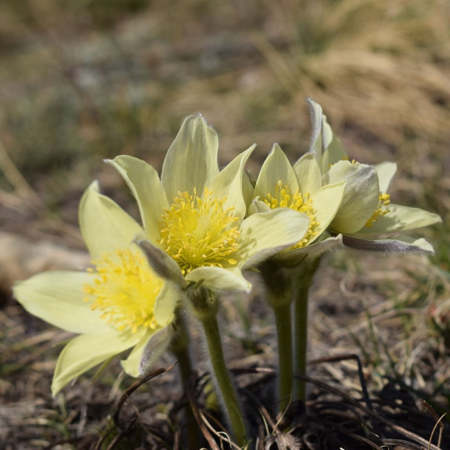 Прострел желтеющий Pulsatilla flavescens