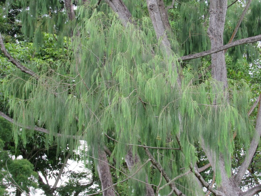 Casuarina sumatrana