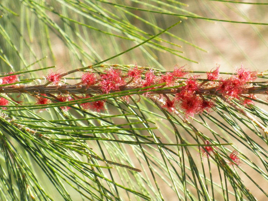 Казуарина хвощелистная