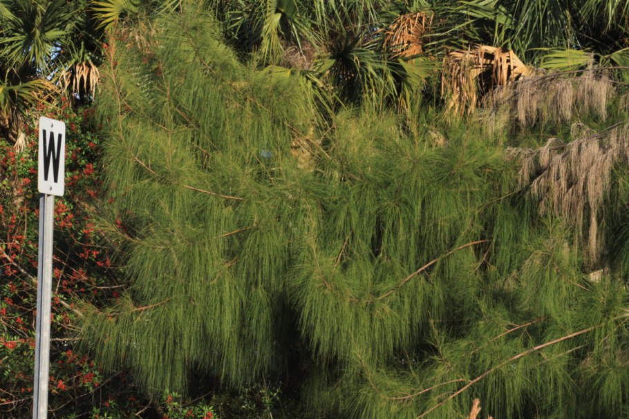 Растения Австралии Казуарина