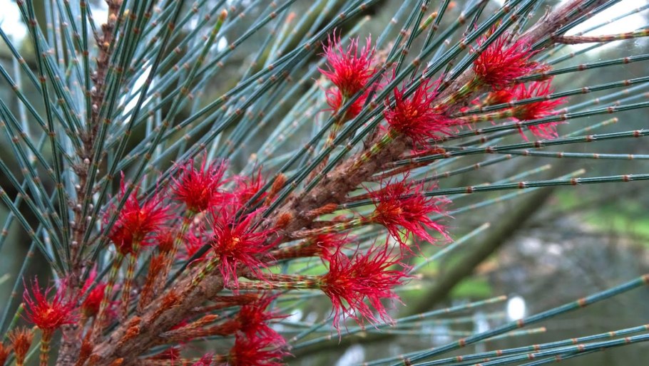 Казуарина Casuarina