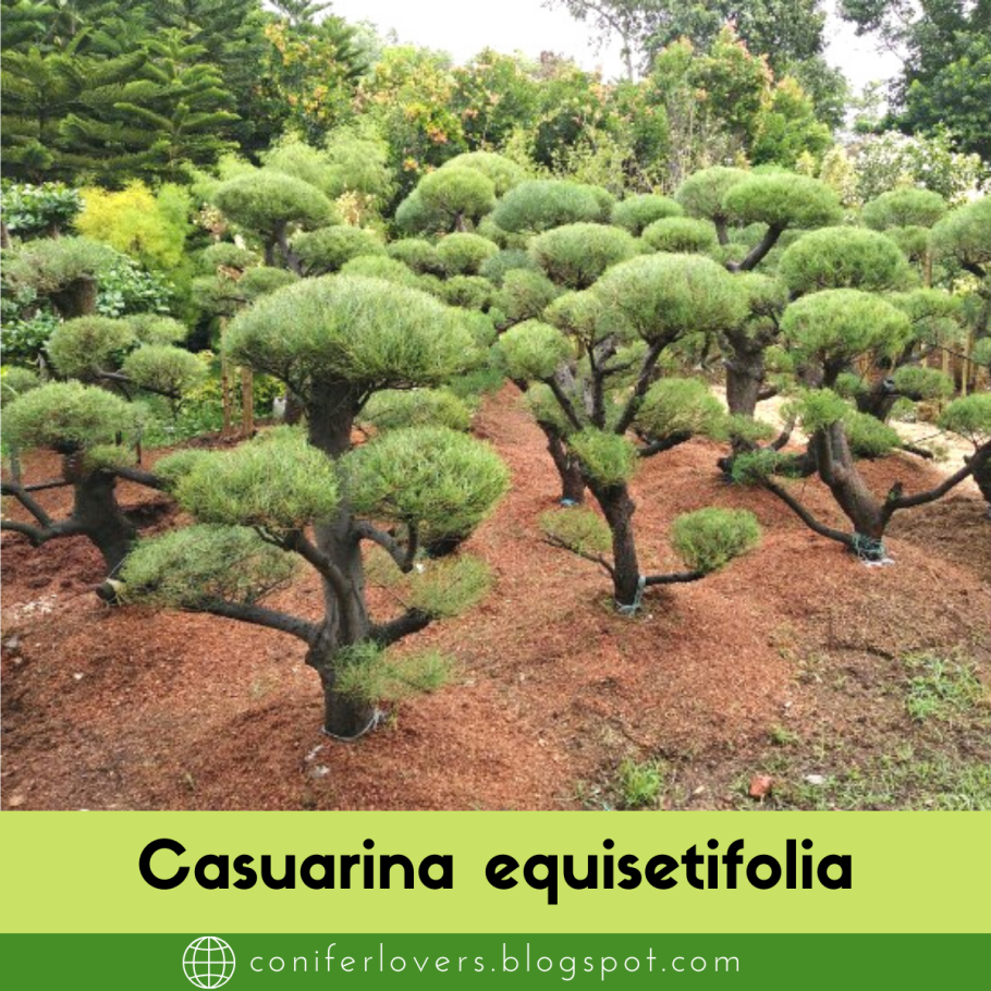 Казуарина хвощевидная бонсай