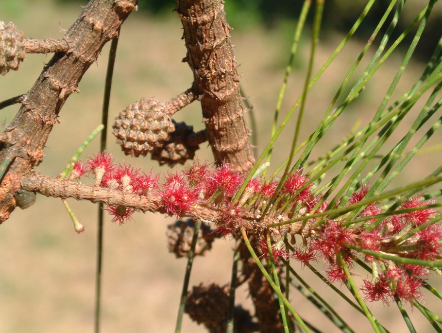 Казуарины Австралии