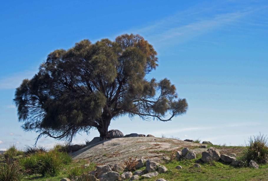 Казуарина семена