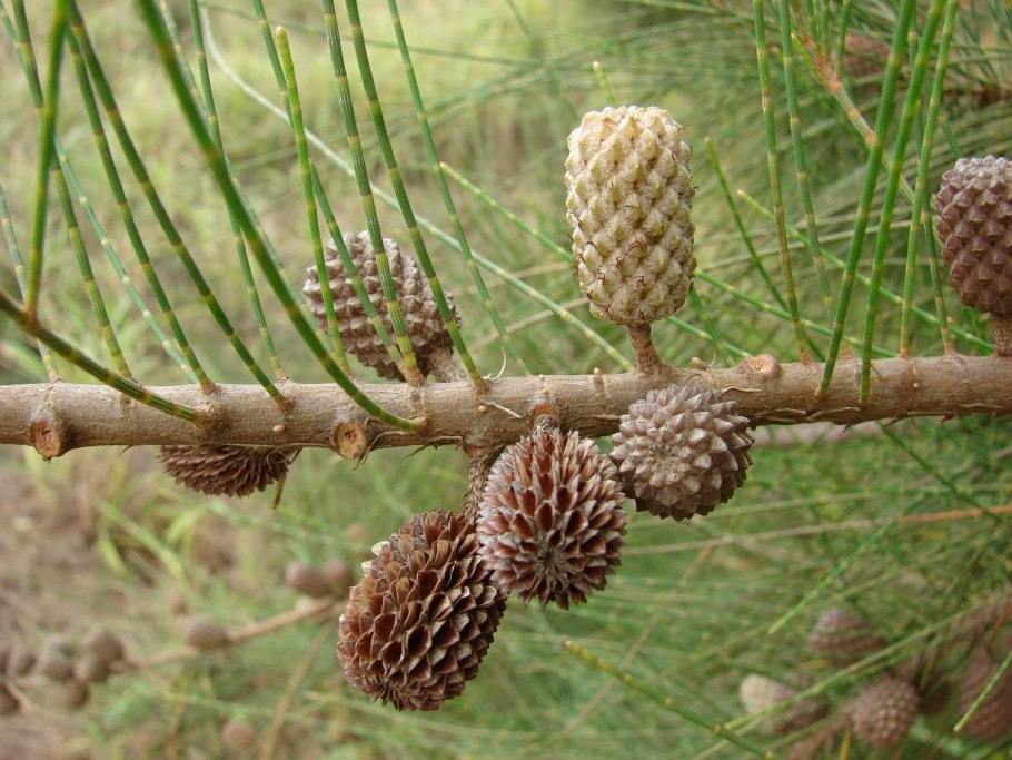 Казуарина Casuarina
