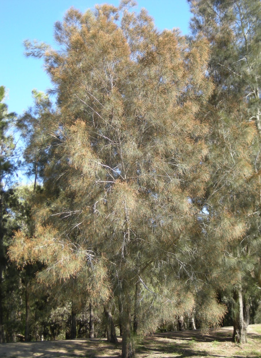 Casuarina equisetifolia