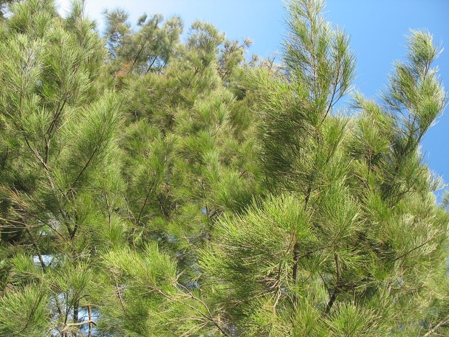 Casuarina equisetifolia