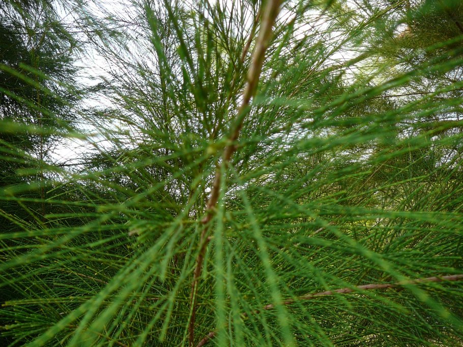 Casuarina equisetifolia