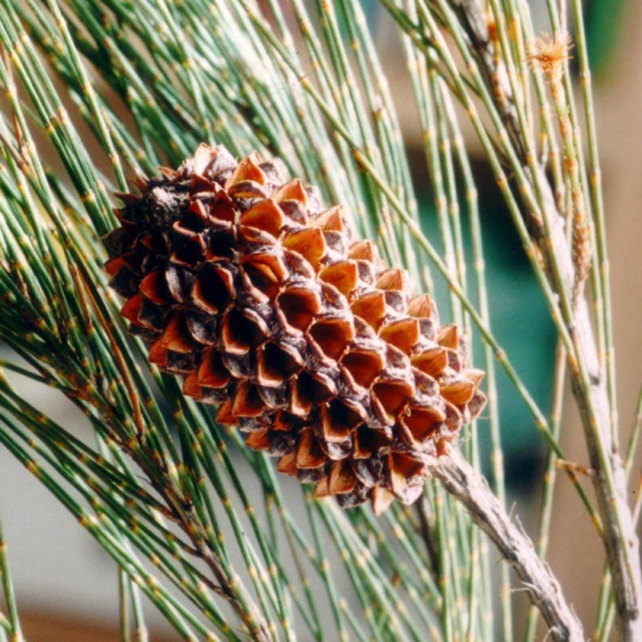 Казуарины Австралии