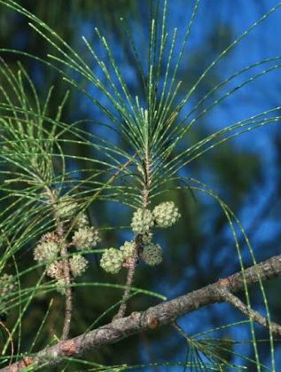 Casuarina sumatrana