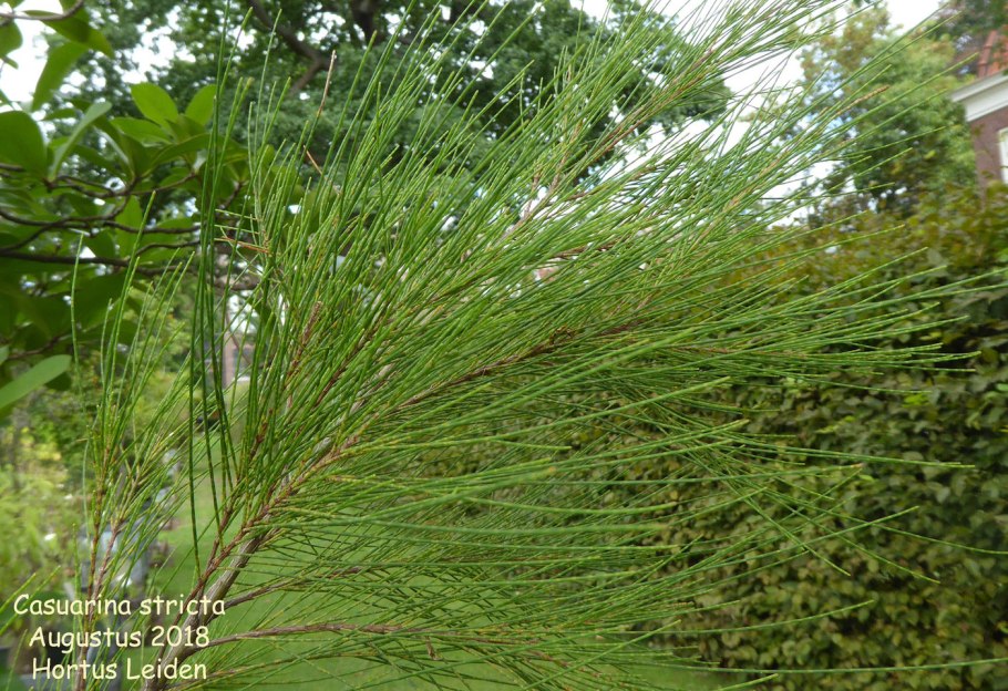 Casuarina glauca