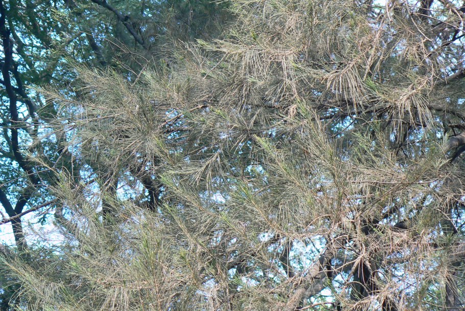 Casuarina equisetifolia