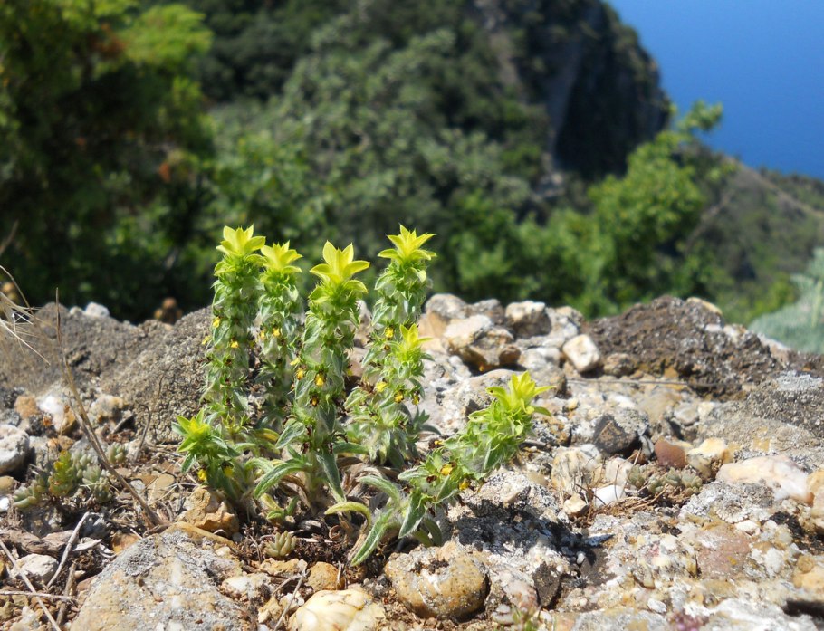 Железница Крымская растение