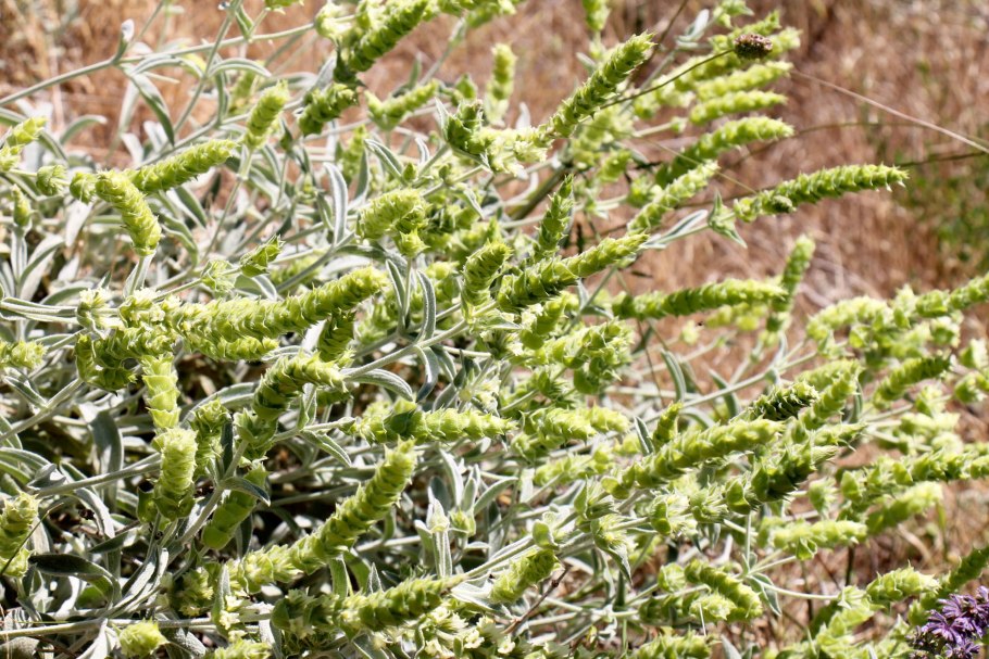 Железница Sideritis