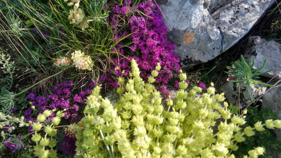 Железница хохлатая