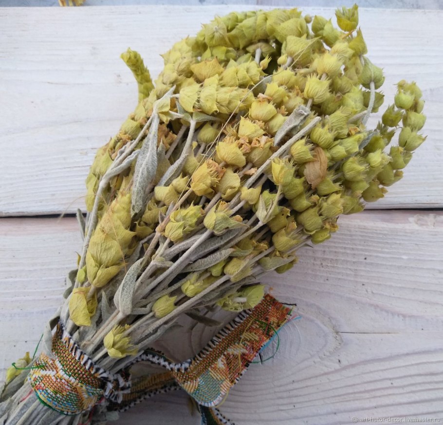 Лимонник Крымский (Железница)