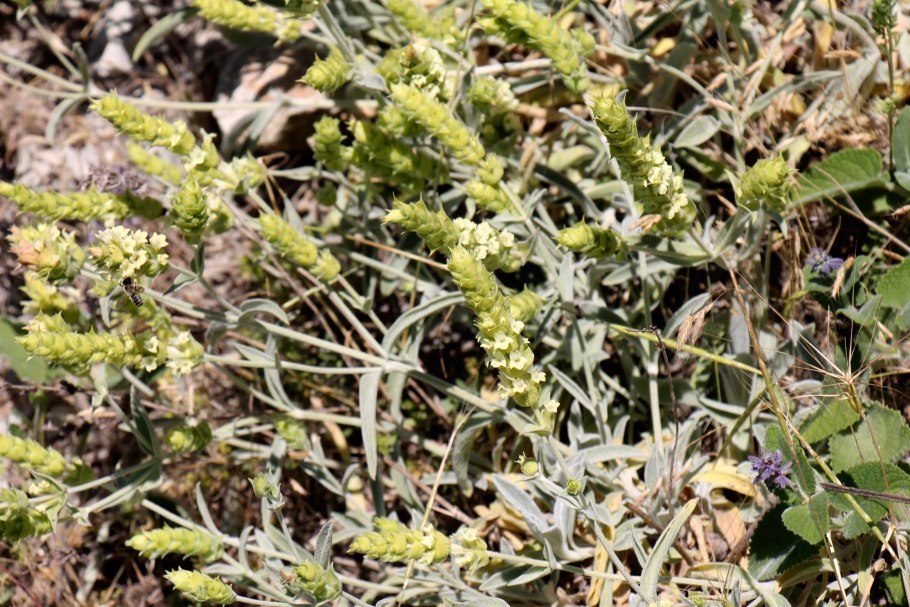 Мурсальский чай Болгария