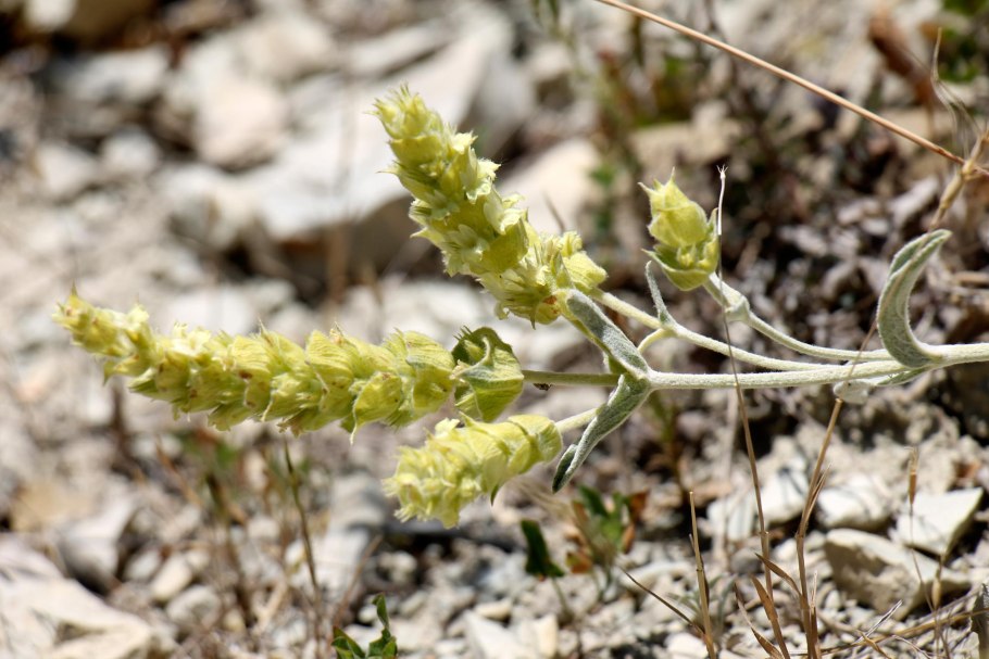 Железница хохлатая