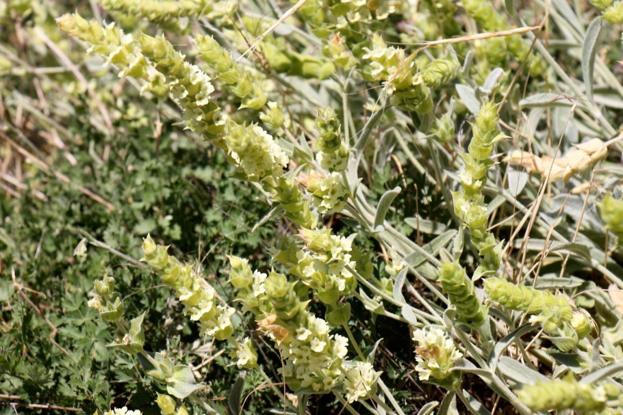 Лимонник Крымский (Железница)