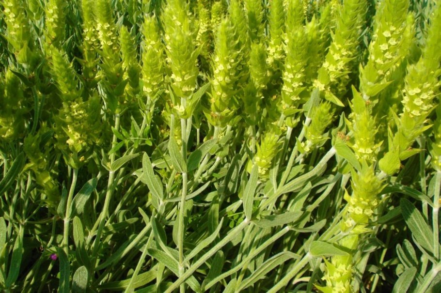 Железняк Крымский трава