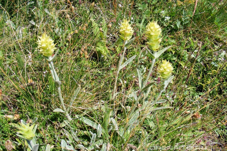 Железница Горная