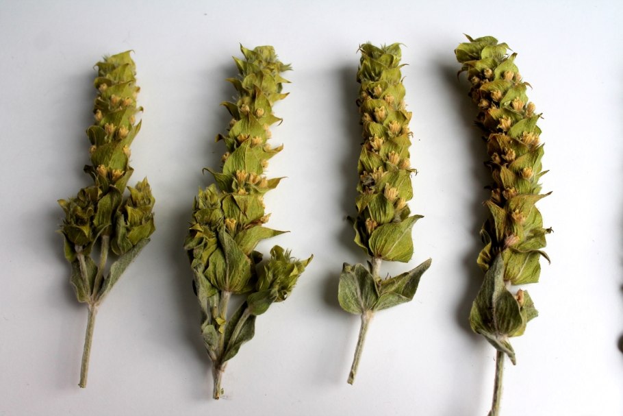 Шалфей горный Крымский