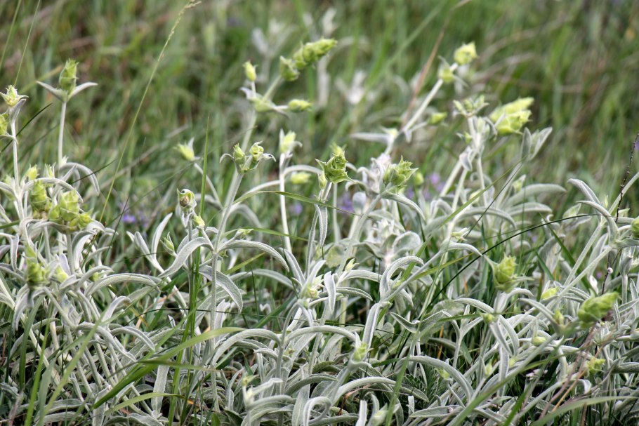 Лимонник Крымский (Железница)