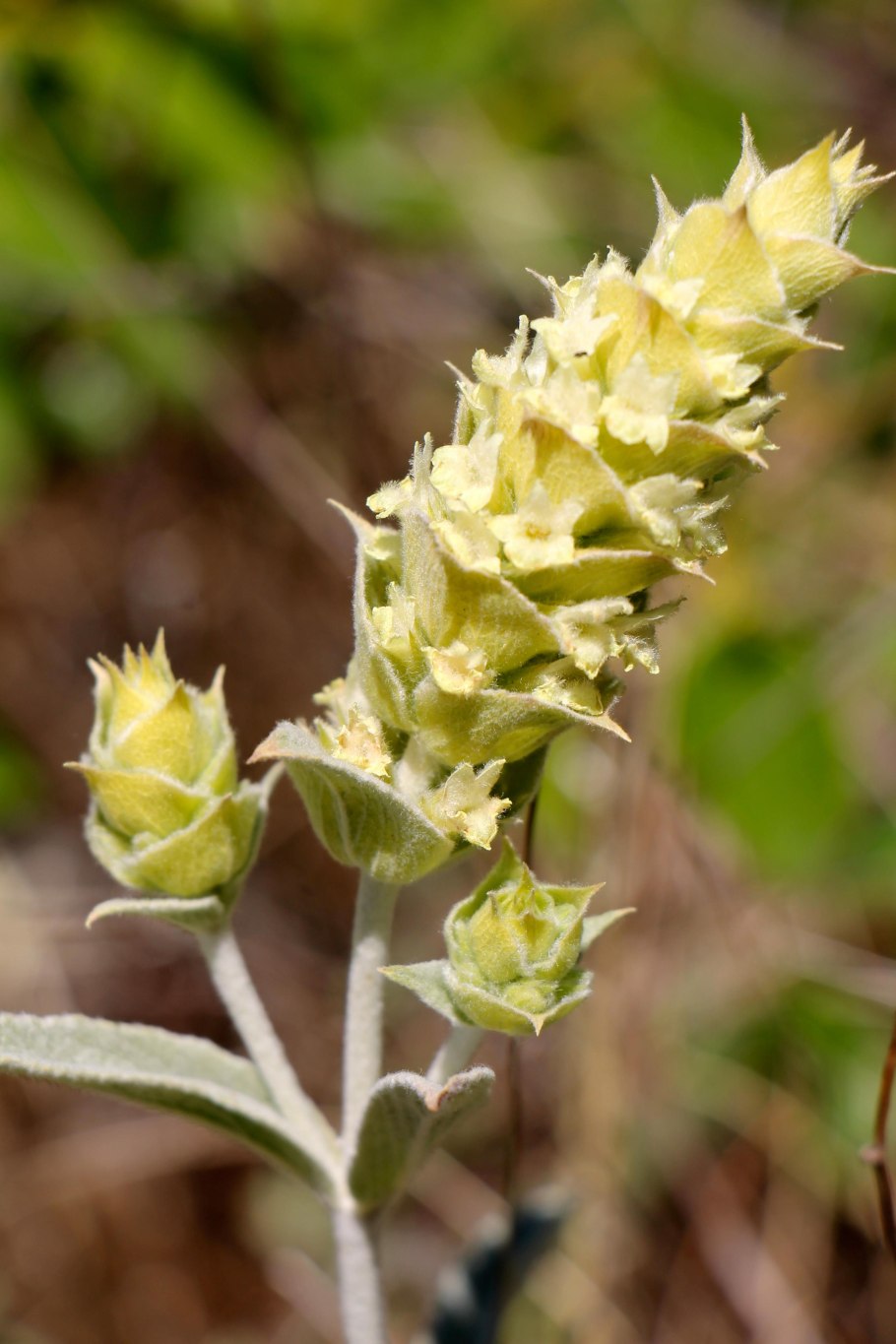 Лимонник Крымский (Железница)