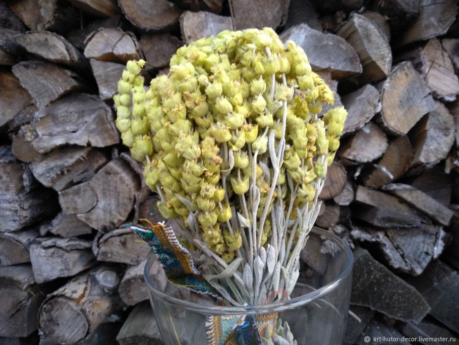 Лимонник Крымский (Железница)