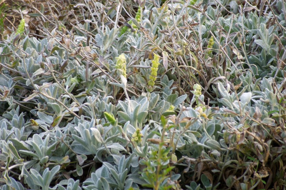 Лимонник татар чай Железница Крымская