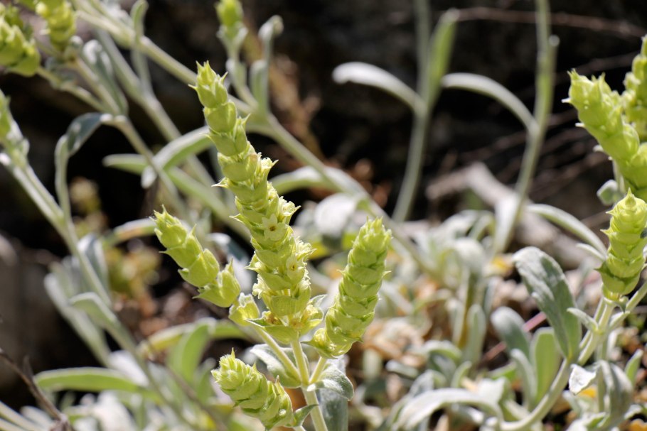 Лимонник Крымский (Железница)