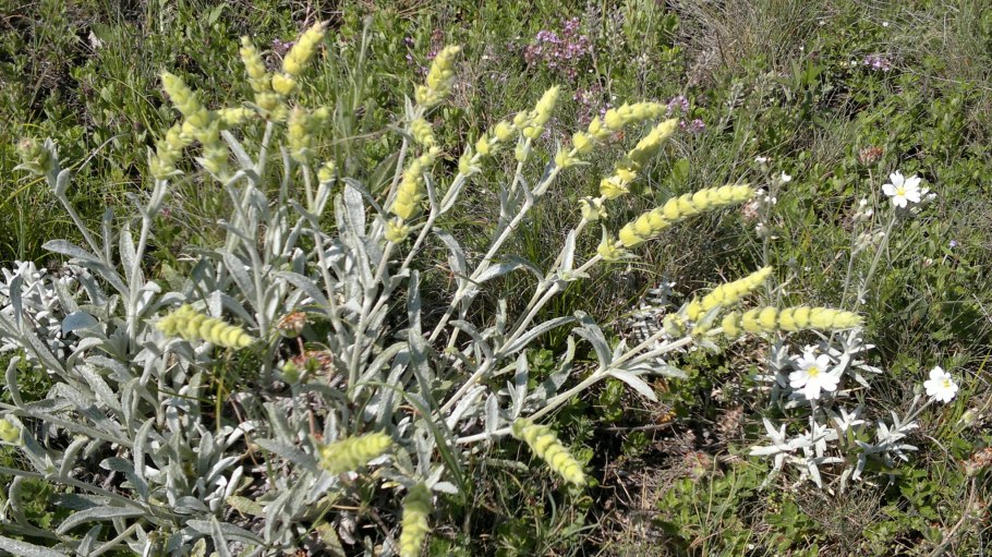 Железница хохлатая