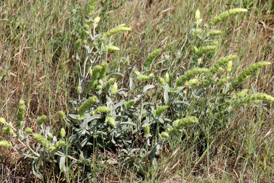 Железница Горная