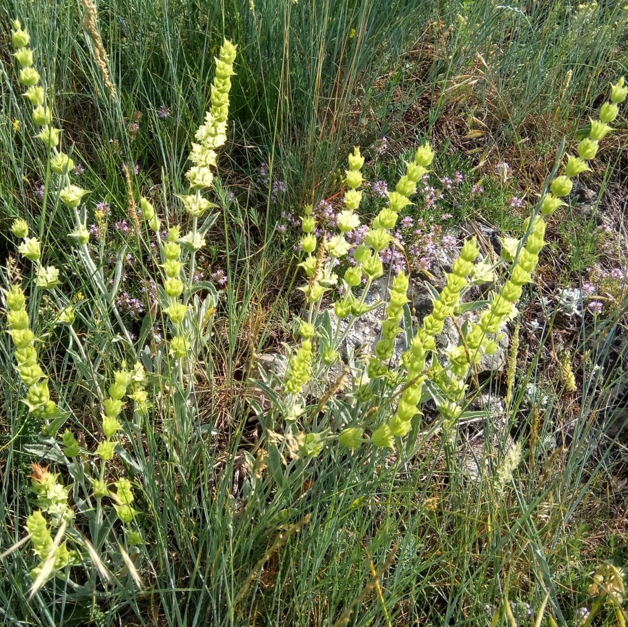 Лимонник Крымский (Железница)