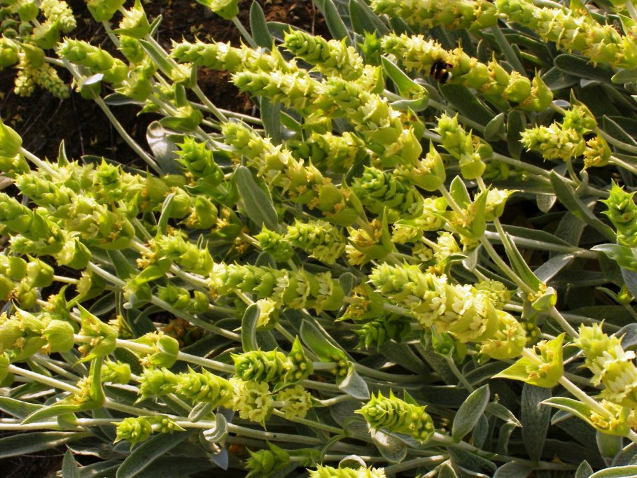 Лимонник Крымский (Железница)