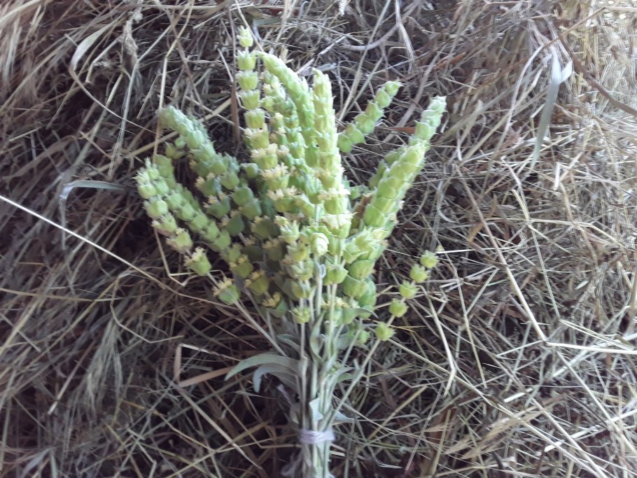 Трава Железница Крымская