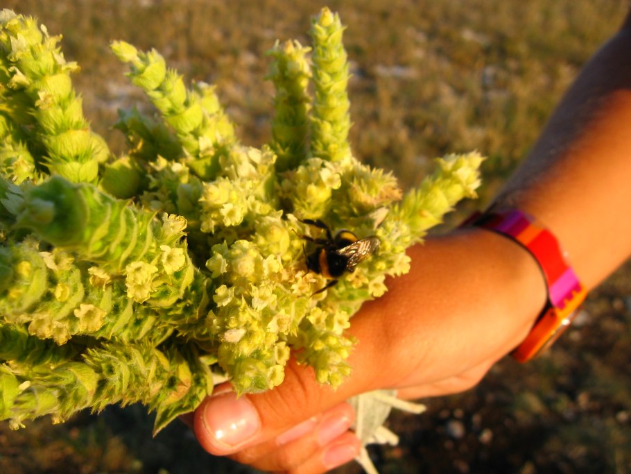 Железница Крымская