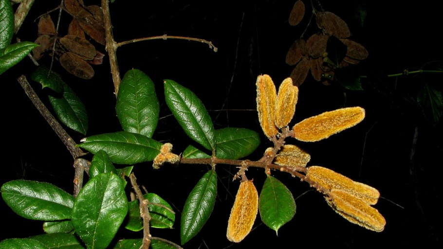 Мальпигиецветные