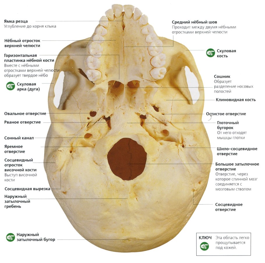 Наружное основание черепа яремное отверстие